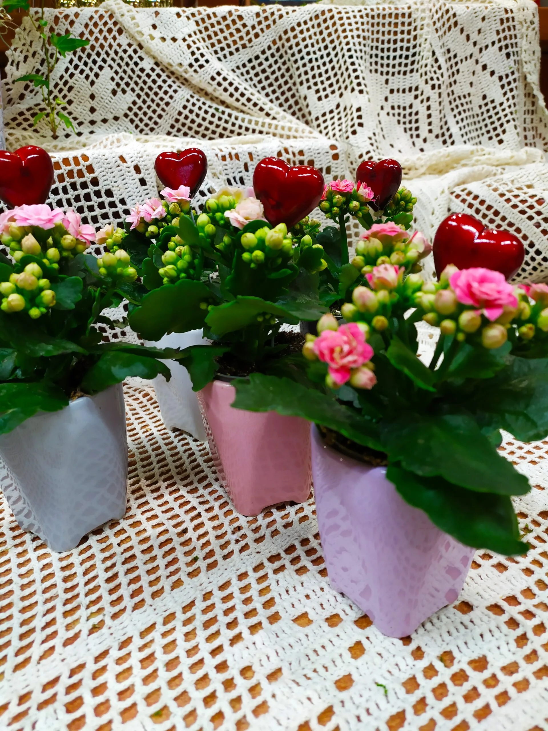 kalanchoe